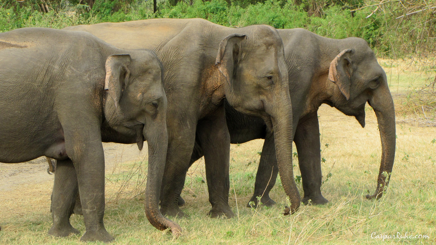 Elephants